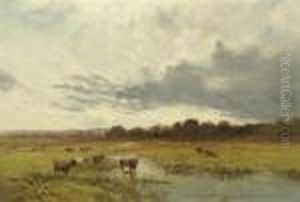 Cows At Pasture