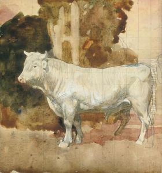 White Bull - view 1