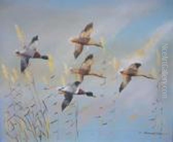 Mallard Ducks In Flight - view 1
