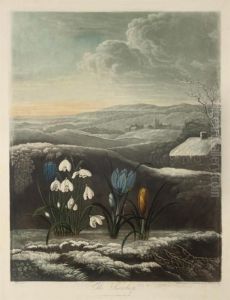 The Snowdrop by William I Ward
