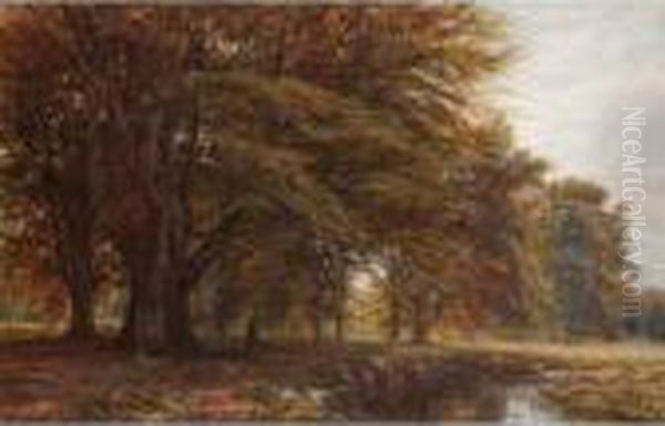 The Beech Wood - view 1