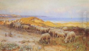 Sandhill Sandhill
