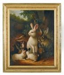 Group Of Rabbits
