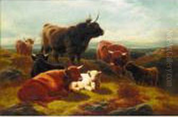 Highland Cattle - view 1