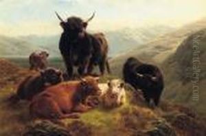 Highland Cattle Highland Cattle