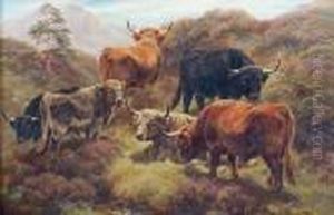 A Herd Of Highland Cattle. A Herd Of Highland Cattle.