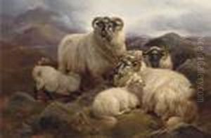 Sheep On The Welsh Hills Sheep On The Welsh Hills