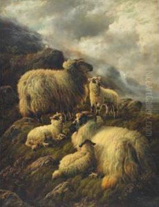 Highland Sheep Family