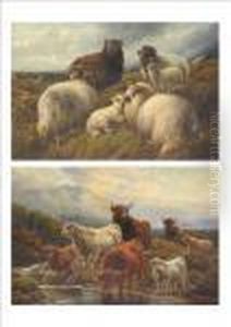 Ewes And Lambs On A Heather Clad Moor