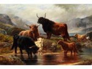 Schottische Hochlandrinder Mit Kalbern Ambach