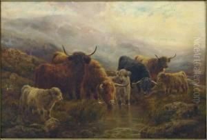 Highland Cattle Watering