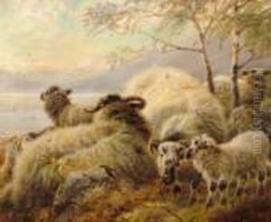 Lambs And Ewes Sheltering In A Highland Landscape