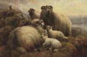 Lambs And Ewes On A Hillside