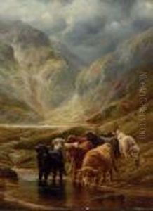 Highland Cattle; And Highland Sheep