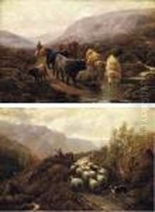Highland Cattle; Herding Sheep