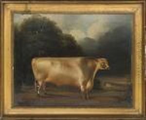 A Prize Bull