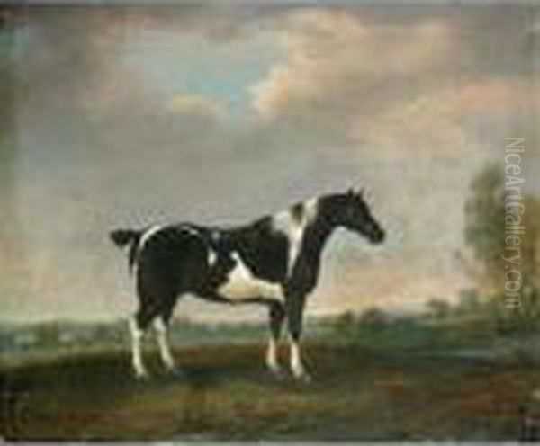 A Piebald Cob In A Landscape - view 1