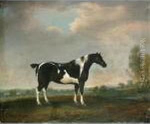 A Piebald Cob In A Landscape