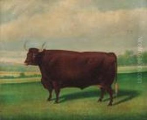 A Prize Longhorned Bull