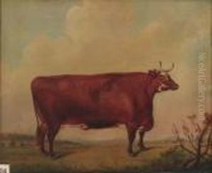 A Horned Herefordshire Cow