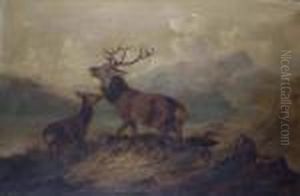 Stag In Thehighlands by Byron Webb