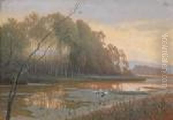 Storche In Aulandschaft - view 1