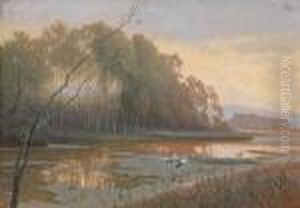 Storche In Aulandschaft