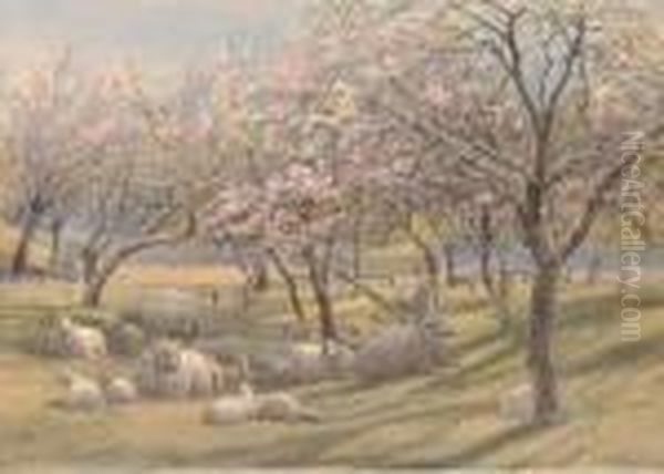 Sheep Resting In The Shade Of An Apple Orchard - view 1