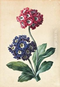 Blaue Und Rote Aurikel