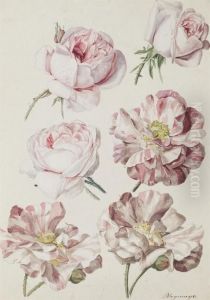 Studies Of Six Roses by Sebastian Wegmayr