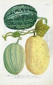 A Good Group Of 5 Fruits by Johann Wilhelm Weinmann
