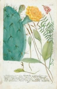 2 Plates Of Cacti by Johann Wilhelm Weinmann