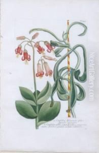 Cotyledon Africanum And Asphodelus Liliaceus