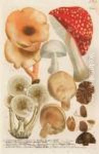 Fungus Poremus; Fungus Orbicularis by Johann Wilhelm Weinmann