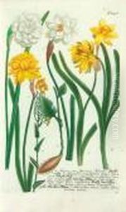 Napus, Seu Bunias; Hyacinthus Orientalis by Johann Wilhelm Weinmann