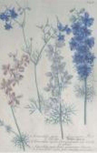 Phytanthoza Iconographia - view 1