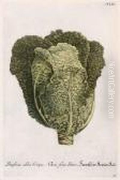 Brassica Alba Crispa; Sedum Africanum Monstrosum - view 1