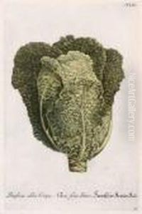 Brassica Alba Crispa; Sedum Africanum Monstrosum by Johann Wilhelm Weinmann