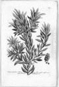 [phytanthoza Iconographia.