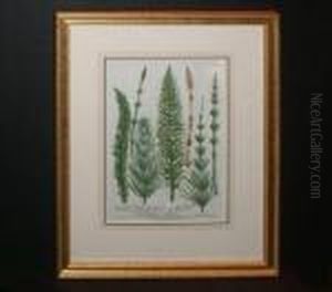 Equisetum Pratense Longissimis Setis Equisetum Pratense Longissimis Setis