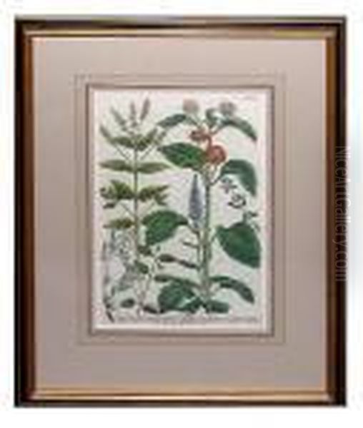 Floral Studies - view 1