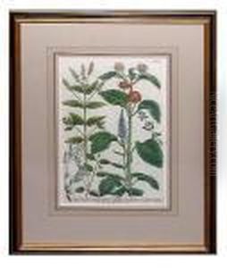 Floral Studies by Johann Wilhelm Weinmann