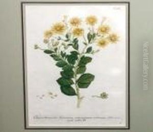 [floral Studies] by Johann Wilhelm Weinmann