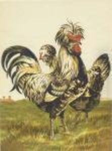 Comprising The Breeding And Management Of Profitable And Ornamentalpoultry by Harrison William Weir