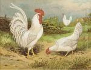 Comprising The Breeding & Management Of Profitable Andornamental Poultry: Six Plates by Harrison William Weir