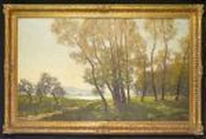 Light Through The Trees