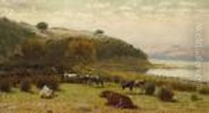 Cattle Grazing Along The Shoreline Cattle Grazing Along The Shoreline