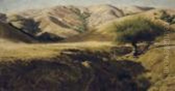 Willow Tree And Hills, Marin County - view 1