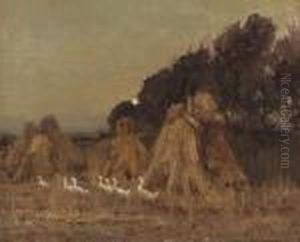 Geese In A Cornfield, At Dusk