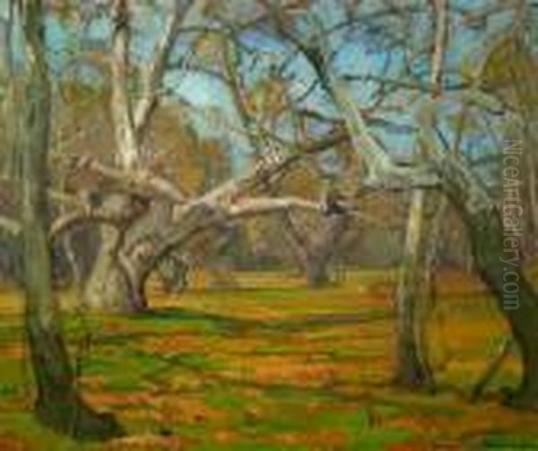 Oaks And Sycamores - view 1